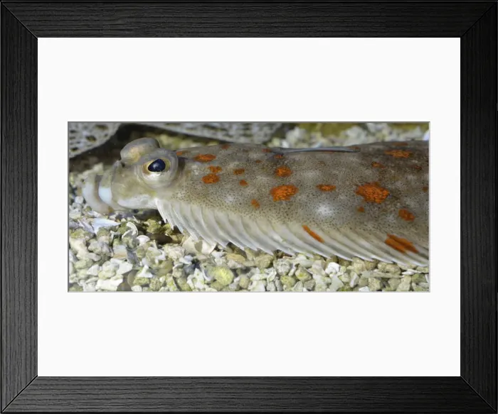 Framed Print : Picture No. 11051728 Framed Print : Picture No. 11051728