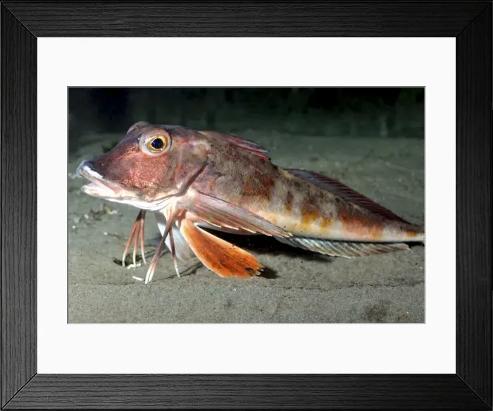 Framed Print : Picture No. 11051729