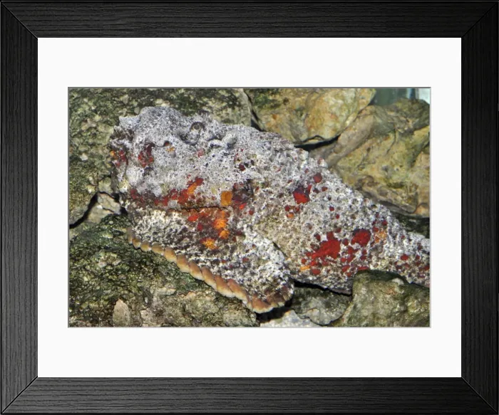 Framed Print : Picture No. 11051732