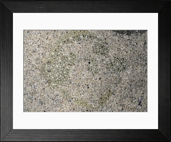 Framed Print : Picture No. 11051733
