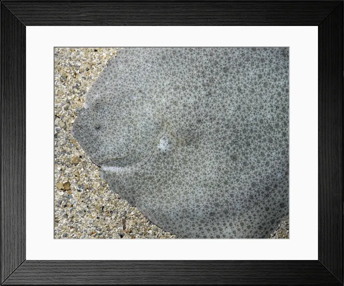Framed Print : Picture No. 11051734