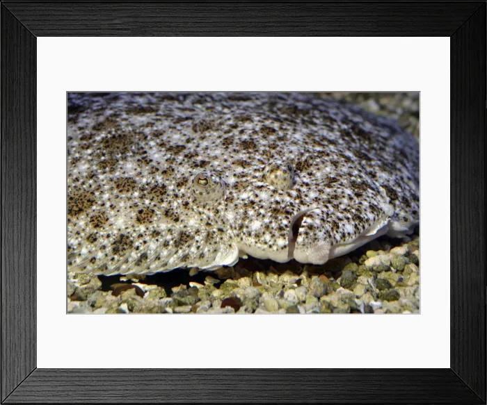 Framed Print : Picture No. 11051735