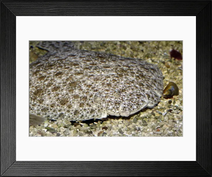 Framed Print : Picture No. 11051736 Framed Print : Picture No. 11051736