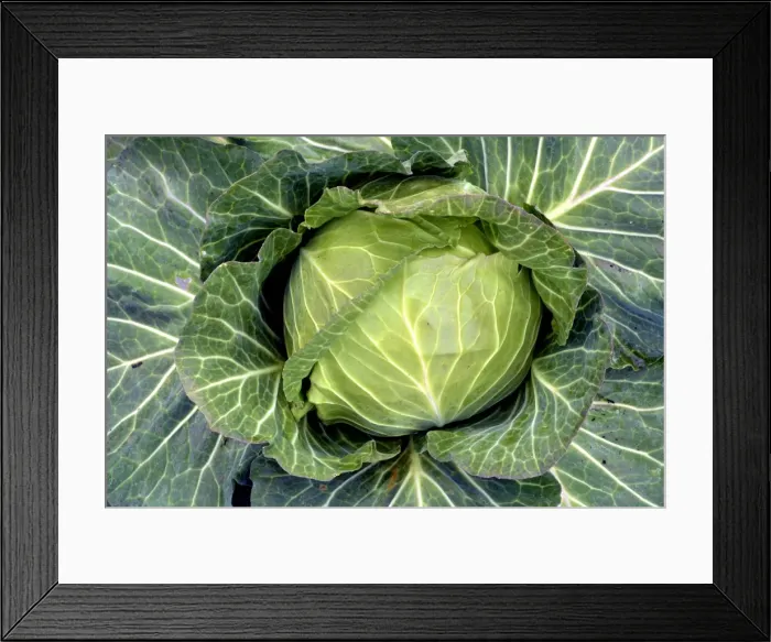 Framed Print : Picture No. 11051737 Framed Print : Picture No. 11051737