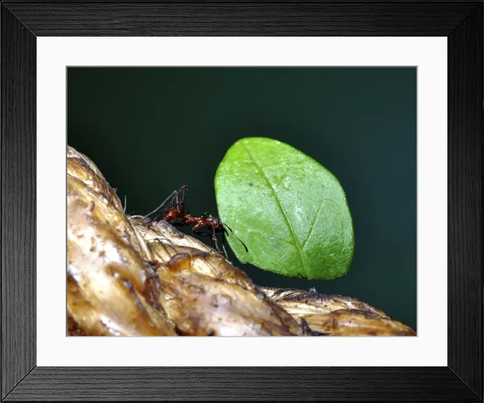 Framed Print : Picture No. 11051742 Framed Print : Picture No. 11051742