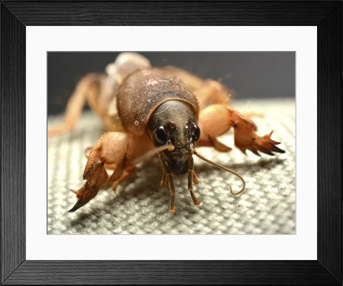 Framed Print : Picture No. 11051744 Framed Print : Picture No. 11051744