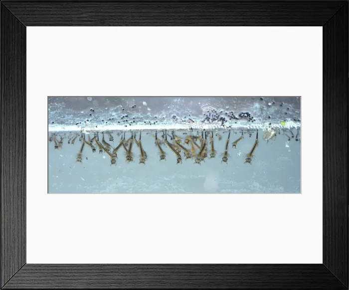 Framed Print : Picture No. 11051745 Framed Print : Picture No. 11051745