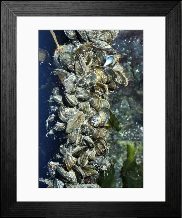 Framed Print : Picture No. 11051747 Framed Print : Picture No. 11051747
