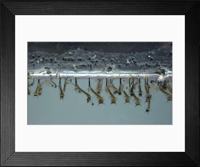 Framed Print : Picture No. 11051746 Framed Print : Picture No. 11051746