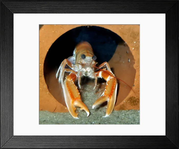 Framed Print : Picture No. 11051748 Framed Print : Picture No. 11051748