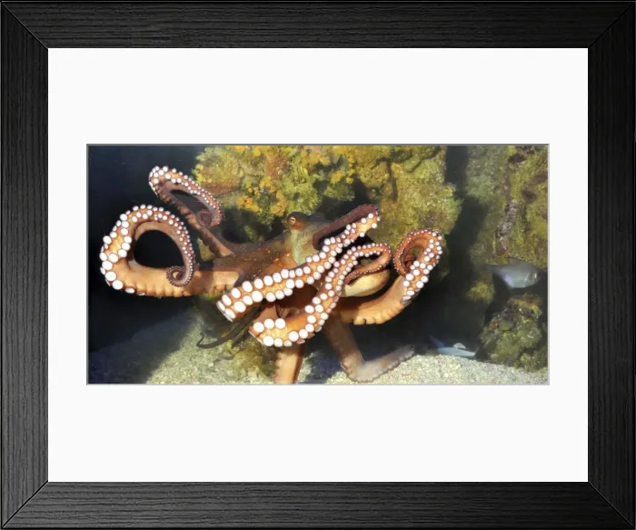 Framed Print : Picture No. 11051749 Framed Print : Picture No. 11051749