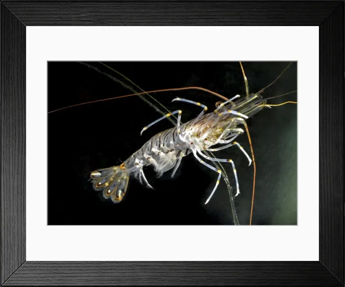 Framed Print : Picture No. 11051750 Framed Print : Picture No. 11051750