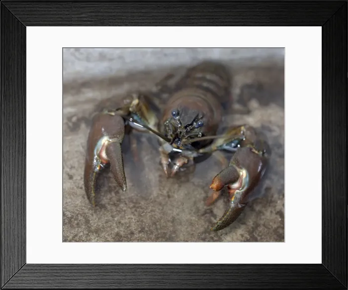 Framed Print : Picture No. 11051751 Framed Print : Picture No. 11051751