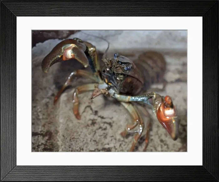 Framed Print : Picture No. 11051752 Framed Print : Picture No. 11051752