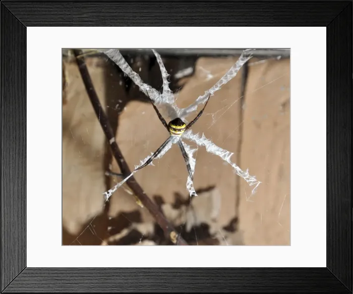 Framed Print : Picture No. 11051754