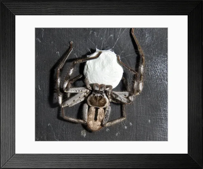 Framed Print : Picture No. 11051755 Framed Print : Picture No. 11051755