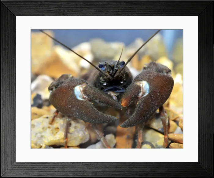Framed Print : Picture No. 11051753 Framed Print : Picture No. 11051753