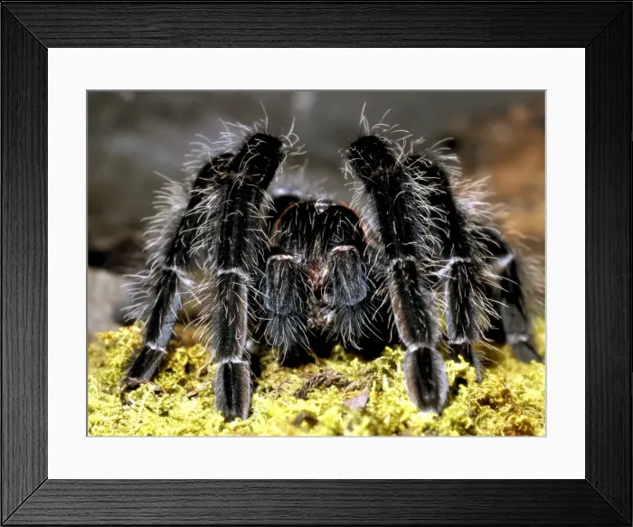 Framed Print : Picture No. 11051756 Framed Print : Picture No. 11051756