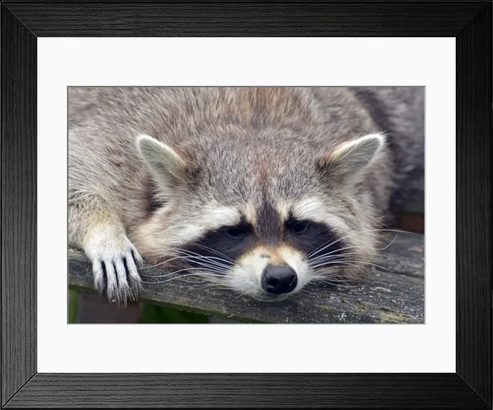 Framed Print : Picture No. 11051757 Framed Print : Picture No. 11051757