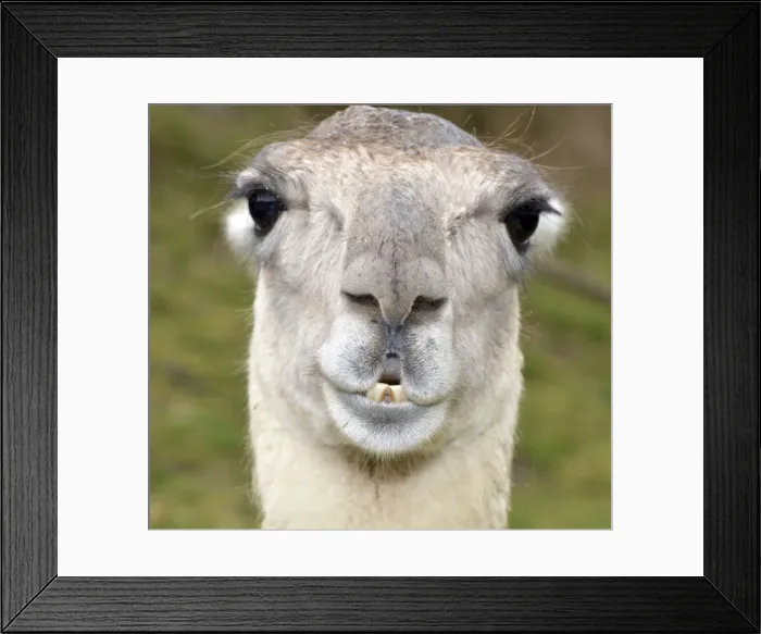 Framed Print : Picture No. 11051758 Framed Print : Picture No. 11051758