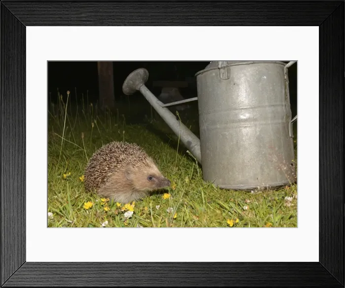 Framed Print : Picture No. 11051759 Framed Print : Picture No. 11051759