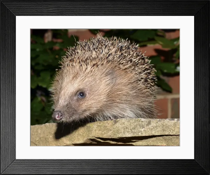 Framed Print : Picture No. 11051760 Framed Print : Picture No. 11051760