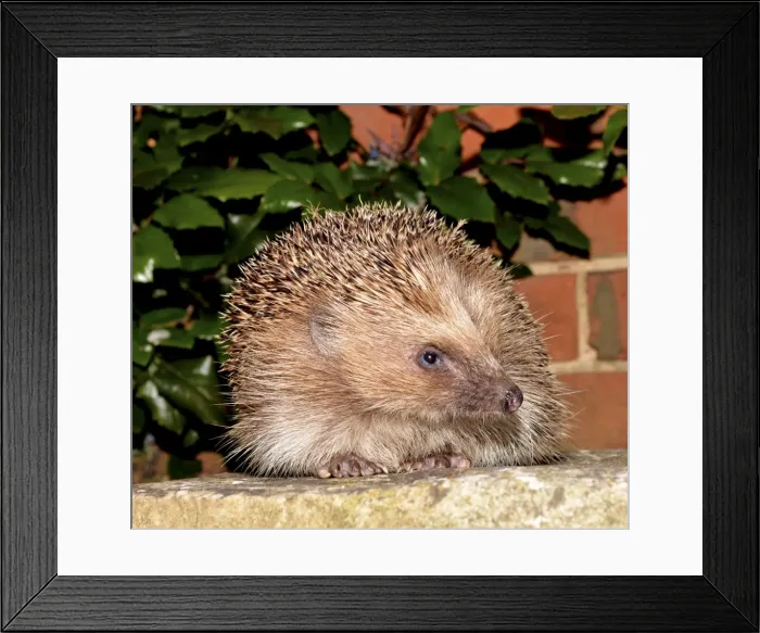 Framed Print : Picture No. 11051761 Framed Print : Picture No. 11051761