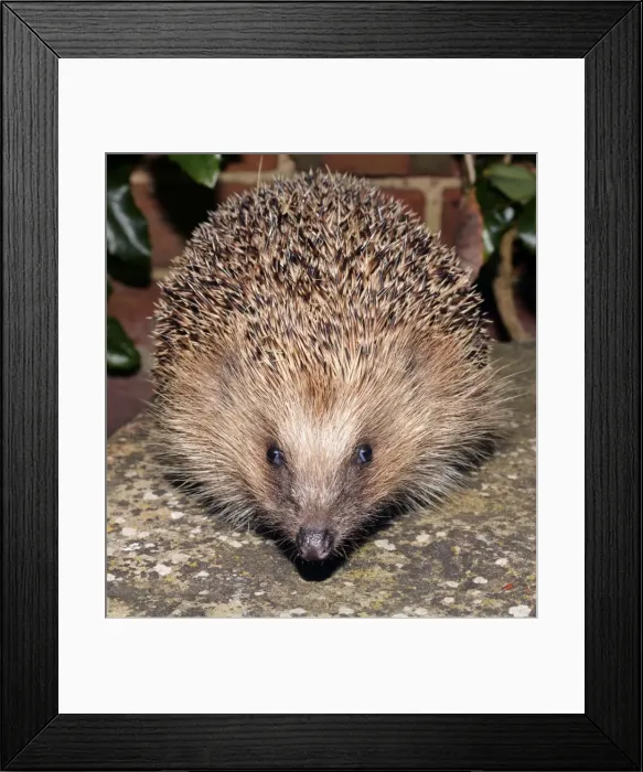 Framed Print : Picture No. 11051762 Framed Print : Picture No. 11051762