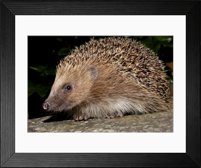 Framed Print : Picture No. 11051763 Framed Print : Picture No. 11051763