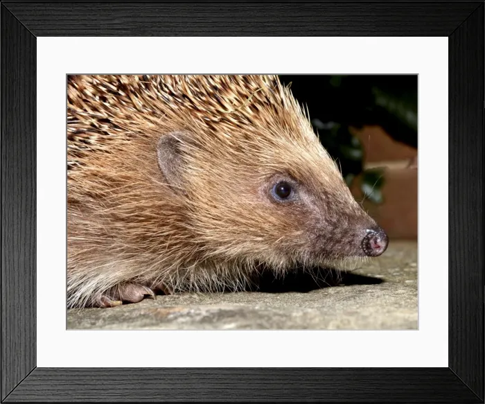 Framed Print : Picture No. 11051764 Framed Print : Picture No. 11051764