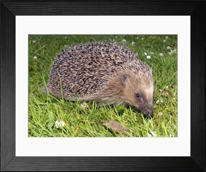 Framed Print : Picture No. 11051766 Framed Print : Picture No. 11051766