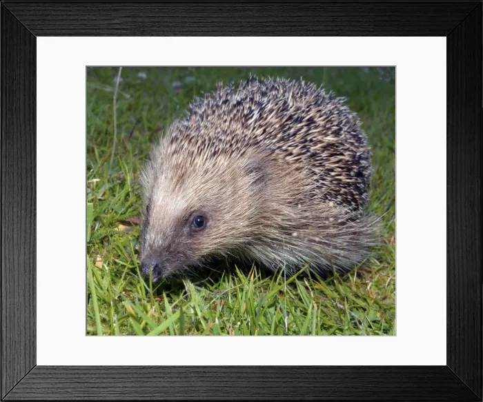 Framed Print : Picture No. 11051767 Framed Print : Picture No. 11051767