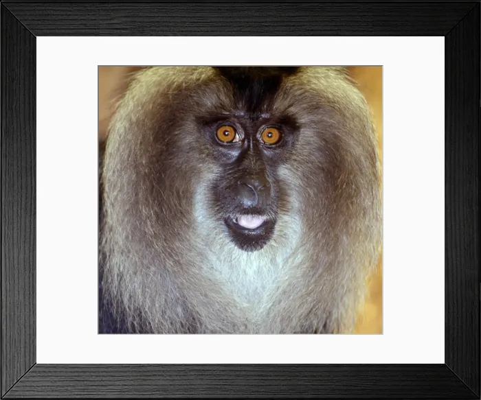 Framed Print : Picture No. 11051768 Framed Print : Picture No. 11051768