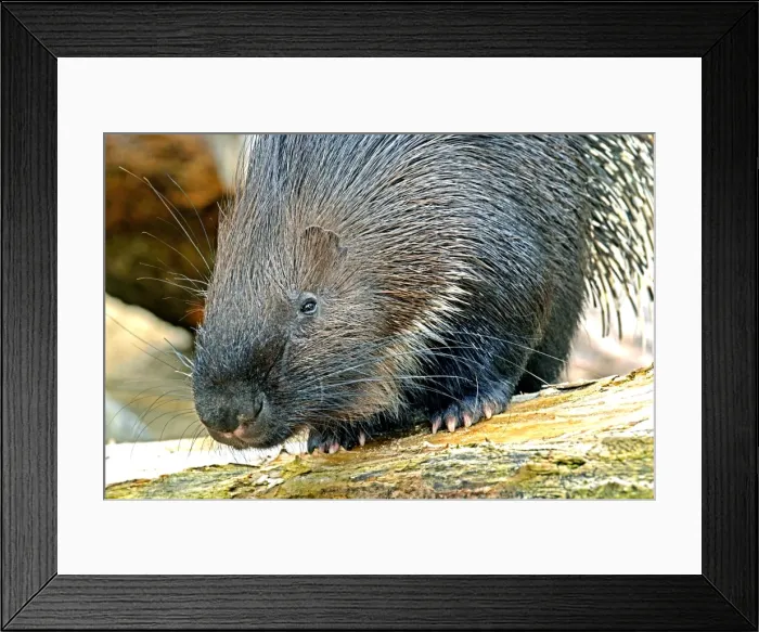 Framed Print : Picture No. 11051769 Framed Print : Picture No. 11051769
