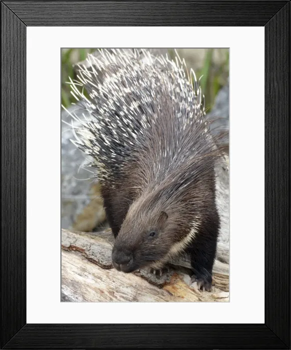 Framed Print : Picture No. 11051770 Framed Print : Picture No. 11051770