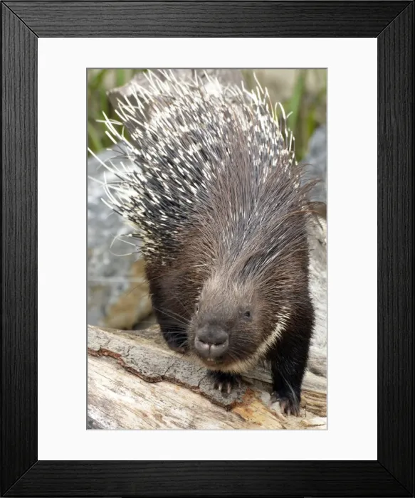 Framed Print : Picture No. 11051771