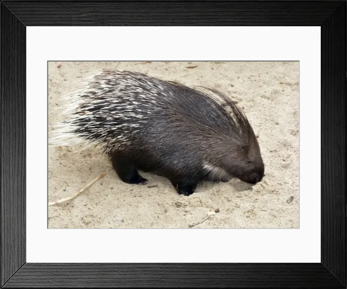 Framed Print : Picture No. 11051772 Framed Print : Picture No. 11051772