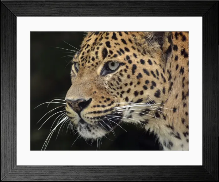 Framed Print : Picture No. 11051773 Framed Print : Picture No. 11051773