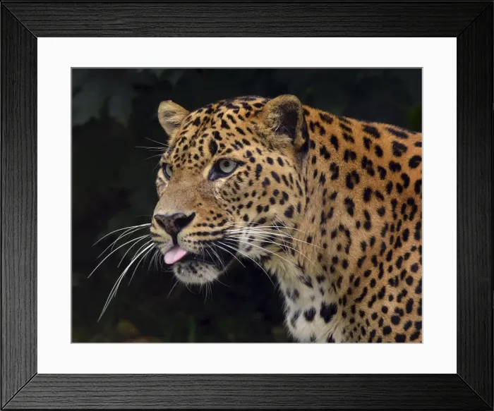 Framed Print : Picture No. 11051774 Framed Print : Picture No. 11051774