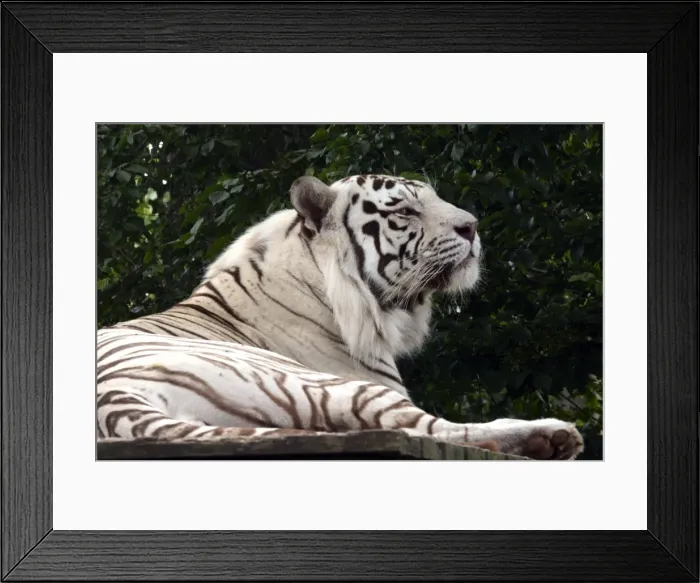 Framed Print : Picture No. 11051775 Framed Print : Picture No. 11051775