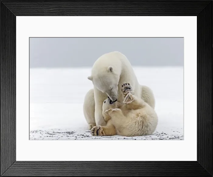 Framed Print : Picture No. 11050994