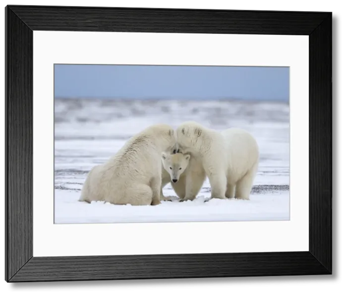 Framed Print : Picture No. 11051781 Framed Print : Picture No. 11051781