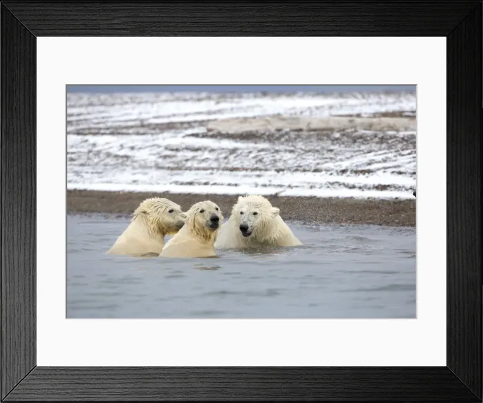 Framed Print : Picture No. 11051789 Framed Print : Picture No. 11051789