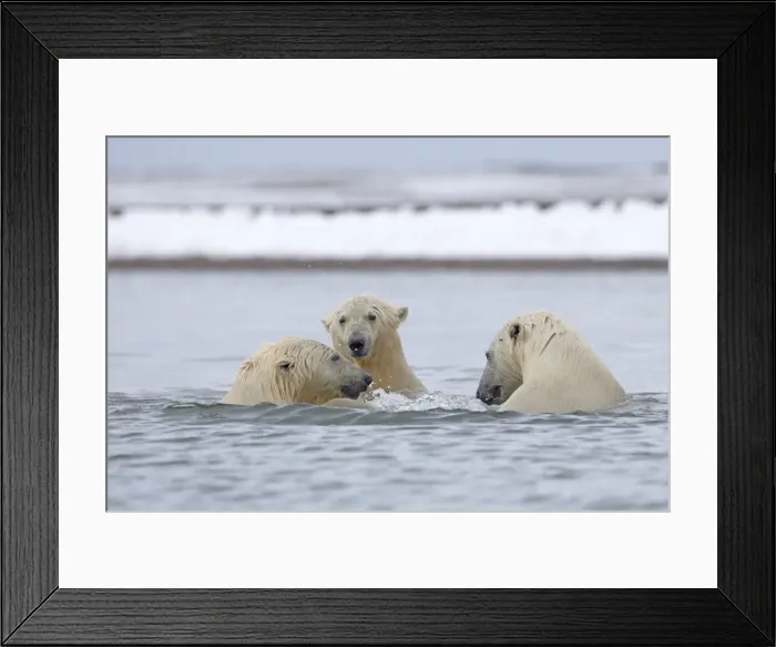 Framed Print : Picture No. 11051794 Framed Print : Picture No. 11051794