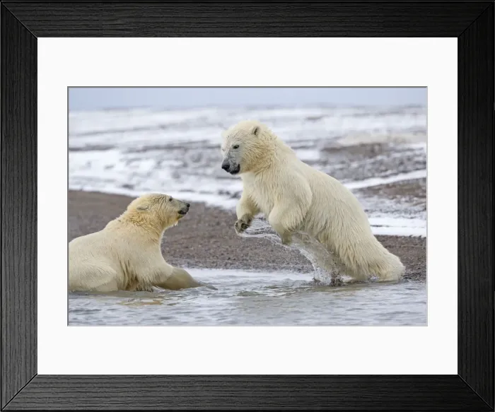 Framed Print : Picture No. 11051796