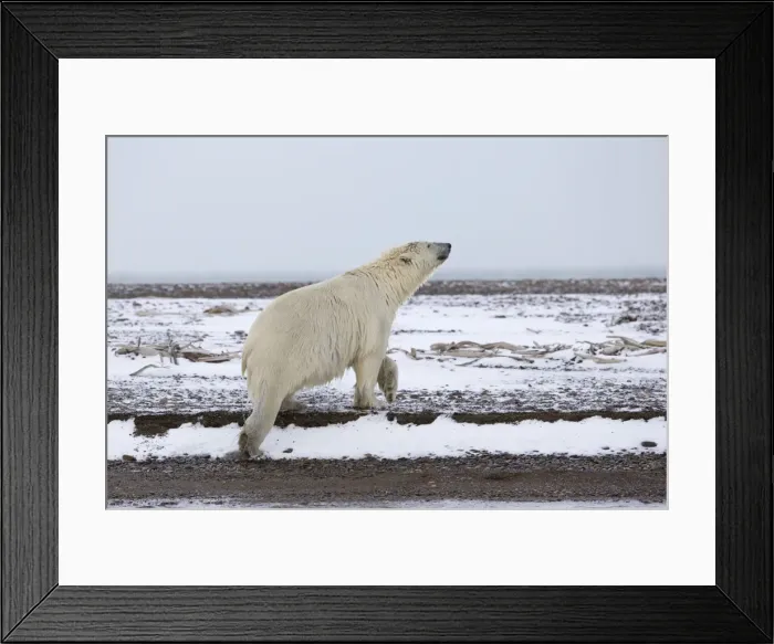 Framed Print : Picture No. 11051804 Framed Print : Picture No. 11051804
