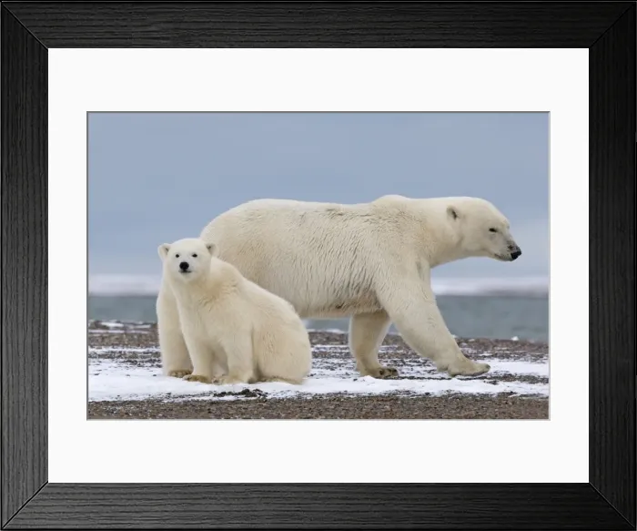 Framed Print : Picture No. 11051805 Framed Print : Picture No. 11051805