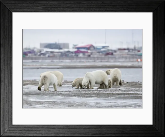 Framed Print : Picture No. 11051813 Framed Print : Picture No. 11051813