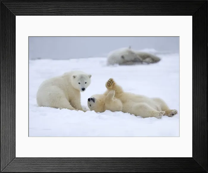 Framed Print : Picture No. 11051834 Framed Print : Picture No. 11051834
