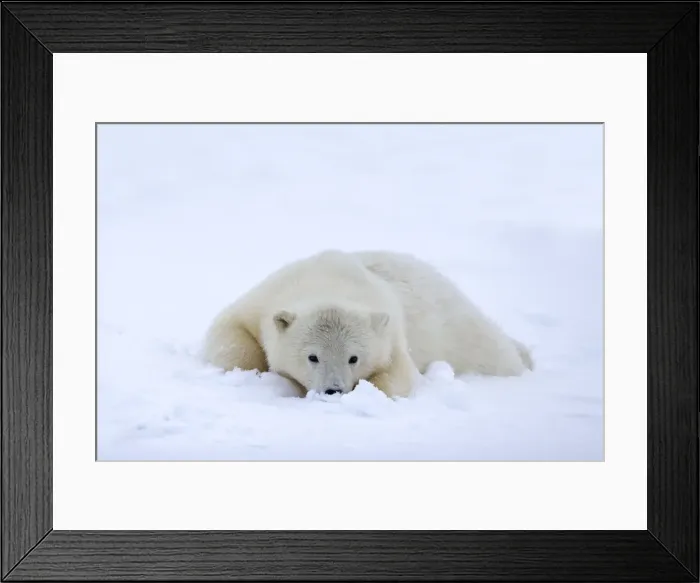 Framed Print : Picture No. 11051837 Framed Print : Picture No. 11051837
